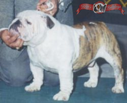 English bulldog : CH Millcoats Muggs